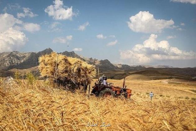 بیمه گندمکاران کلاف سردرگم در بین تصمیم گیری ها!